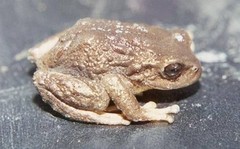 Pristimantis thymelensis
