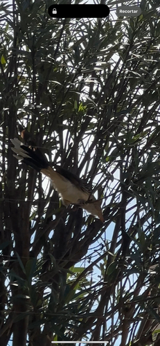 Guira Cuckoo