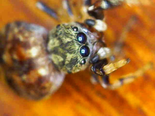 Oak Jumping Spider
