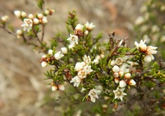 Cryptandra tomentosa