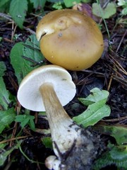 Melanoleuca eccentrica