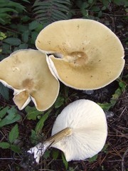 Melanoleuca eccentrica