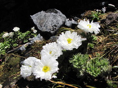 Ranunculus buchananii