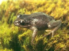 Pristimantis thymelensis