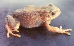Pristimantis thymelensis