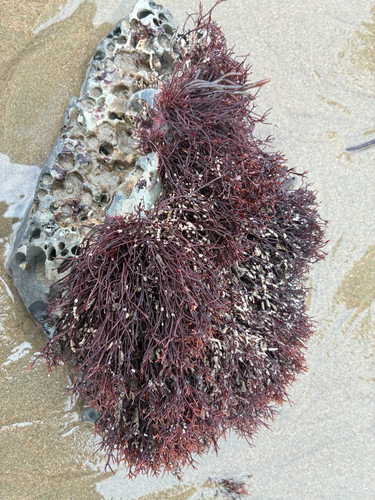Ahnfeltia gigartinoides observed 2026-06-18