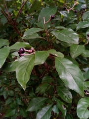 Chassalia princei