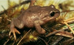 Pristimantis thymelensis