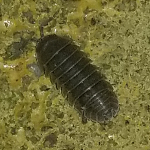 Nosy Pill Woodlouse