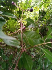 Chassalia princei