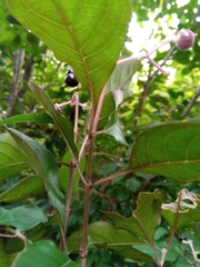 Chassalia princei