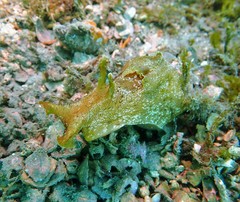 Aplysia sydneyensis