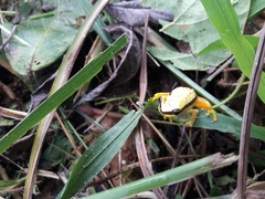 Dendropsophus rhodopeplus