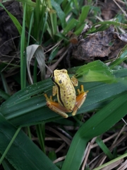 Dendropsophus rhodopeplus