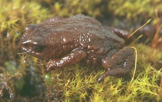 Napo Plump Toad