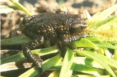 Osornophryne antisana