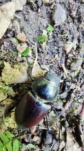European Stag Beetle