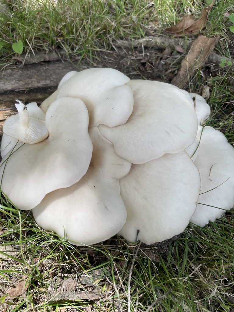 pale oyster