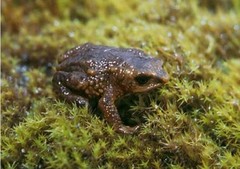 Osornophryne antisana