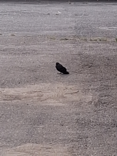 Eurasian Jackdaw