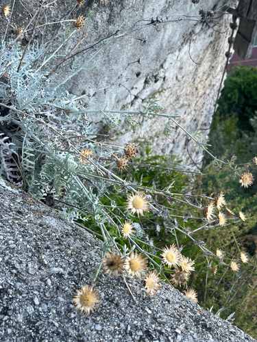 dusty miller
