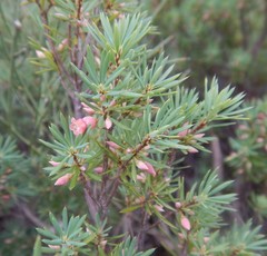 Brachyloma ericoides