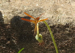 Perithemis tenera