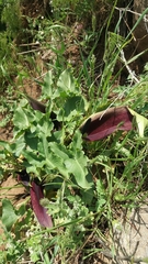 Arum palaestinum