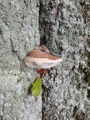 Ganoderma