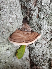 Ganoderma