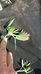 Trifolium dasyurum