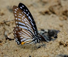 Graphium xenocles