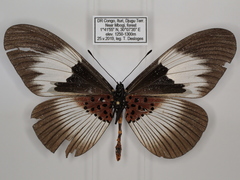 Acraea ducarmei