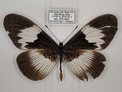Acraea ducarmei