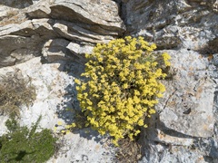 Helichrysum orientale, photograph (c) Eleftherios Katsillis, some rights reserved (CC BY)