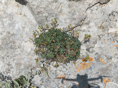 Linum arboreum, photograph (c) Eleftherios Katsillis, some rights reserved (CC BY)