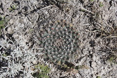 Mammillaria meiacantha