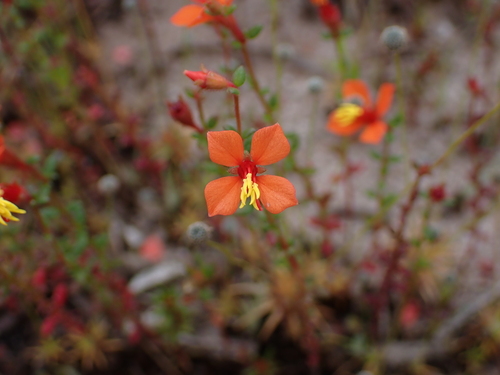 Marcetia canescens