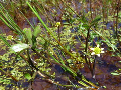 Ranunculus macropus
