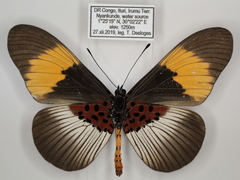 Acraea poggei nelsoni