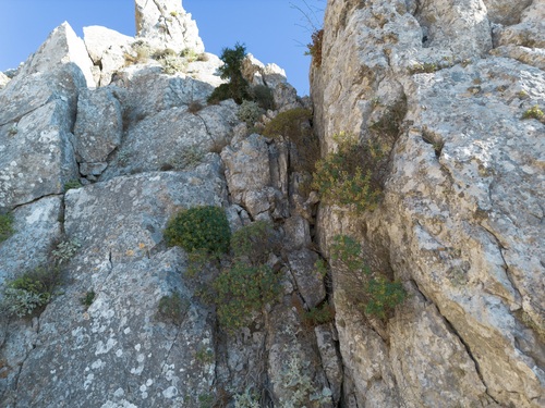 Linum arboreum, photograph 4