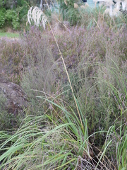 Austroderia fulvida