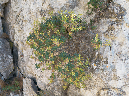 Linum arboreum, photograph 2