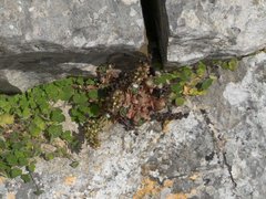 Rosularia serrata