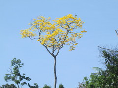 Handroanthus guayacan