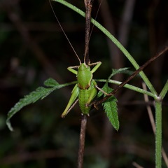 Pediodectes haldemanii