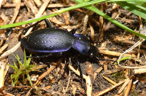 Rough Violet Ground Beetle