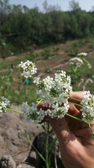 Peltaria angustifolia