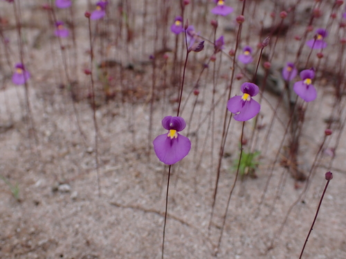 Utricularia blanchetii
