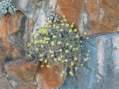 Helichrysum orientale, photograph (c) Eleftherios Katsillis, some rights reserved (CC BY)